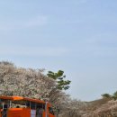 (주)천이코끼리주유소 | 서울대공원 벚꽃 현황 4월 3일 실시간｜아기랑 다녀온 생생 후기 + 주차 꿀팁 총정리