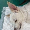 서교동물병원 이미지