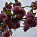 겹벚꽃 이미지