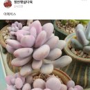 정안햇살다육 이미지
