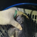 극동낚시터 | 송파 샤크바다낚시터6