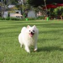 숲속애견랜드 이미지