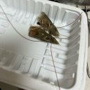 (주) 선영 | 소래포구전통어시장 ‘선영이네’ 대하철 호갱 당하지마!!! 내돈내산 집에서 맛있게 새우먹기🦐