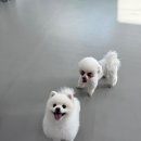 온리 펫살롱 이미지