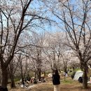 오산리최자실기념금식기도원 | [파주] 오산리최자실기념금식기도원 벚꽃 실시간 현황