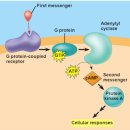 Re: 세포들이 소통하는 방법(G 단백결합 수용체) 이미지