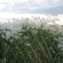 삼락강변공원 이미지