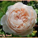 Peony(피오니)
