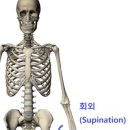 상완 이미지