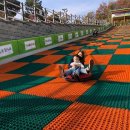 진도개 53카페 이미지