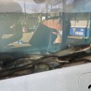 삼일가든 | ★삼일가든★안동상아동/월영교/안동간고등어/메기매운탕