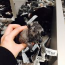 인형의 거리(쥐) 이미지