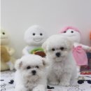 오마이퍼피 이미지