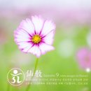 선기로2-9 이미지