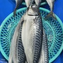 어머니와고등어 이미지