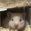 패러그린샵 명지점 | 부산햄스터분양|내돈내산|햄스터용품구매후기|패러그린대연점