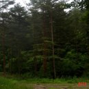 울진소나무 이미지