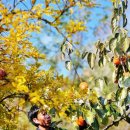 대봉사슴 이미지