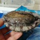 전복버터구이 내장 어떻게 요리하나 고민이면 생활마켓 전복으로!