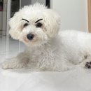 댕그루 네이버블로그