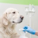 아이 러브 펫 | [공지] 2026년 완전 정복! 강아지보험 총정리 + 보험사별 진짜 비교분석