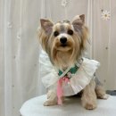 250-2-000104 | <닥터독 기능성 피부모질사료> 먹고 강아지 인생털빨 장착