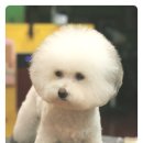 애니펫살롱 이미지