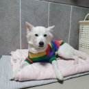 더 퍼피즈 블루오션 쿡 이미지