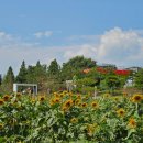 9월13일 착한가격 가을이 오는 길목 붉은칠면초 미생다리 &amp; 대부도 탄도항 노을 레전드 출사 이미지