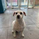 뽀삐애견샵 | 양주 옥정동 애견미용 │ 털찐이 시절 끝! 시원하게 밀고 빡숑으로 재탄생 (노령견 미용 가능한 옥정...