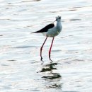 천수만로 이미지