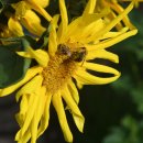 봄을 그리다 이미지