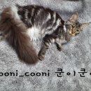 쿤이쿤이 이미지