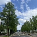 가로수길 이미지