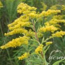 골든13(Golden13) 이미지