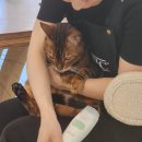 고양이호텔 캣블리쎄 이미지