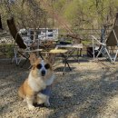 거북애견 이미지