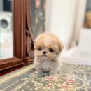 프리미엄 켄넬 이미지