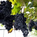 이규호농장 이미지