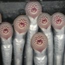 칠성장어 이미지