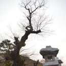 남해 창선 연태산(339m)...그리고 봄 이미지