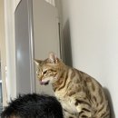 그루밍 루니 이미지