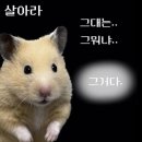 대전버스(주) | 11월 둘째주 포토 다이어리 (두 번째 대전을 곁들인 😁)