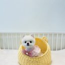 The 사랑할개(더사랑할개) 이미지