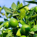 노보리지 | 저자극 보습 클렌징 피부트러블케어까지 뷰망뜨 제주청귤클렌징워터