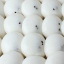달빛기정떡