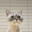 몽실캣 이미지