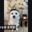샤샤살롱 | (평택, 강아지, 고양이, 애견미용, 추천!) 샤샤살롱 용죽점 평택 샤샤살롱, 맞춤 케어로 인기