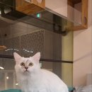 츄냥이 하우스 이미지