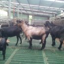 늘푸른염소농장 이미지